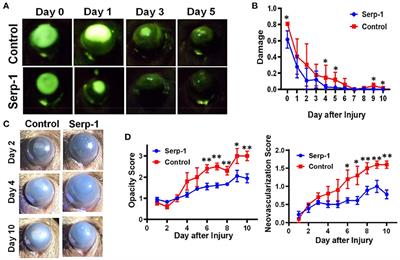 Serp-1 Promotes Corneal Wound Healing by Facilitating Re-epithelialization and Inhibiting Fibrosis and Angiogenesis